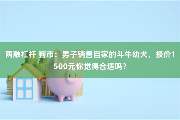 两融杠杆 狗市:男子销售自家的斗牛幼犬,报价1500元你觉得合适吗?